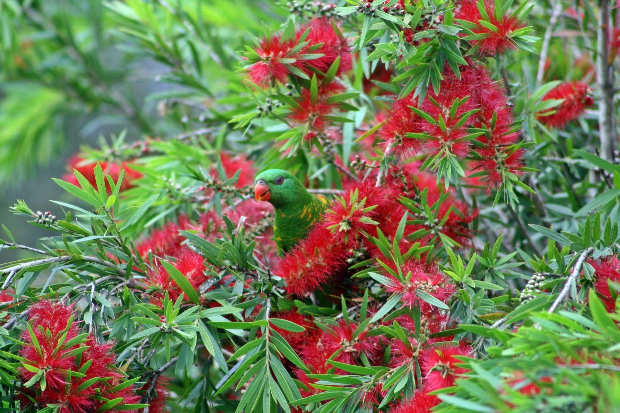 Bottlebrush B & B Maryborough Zewnętrze zdjęcie