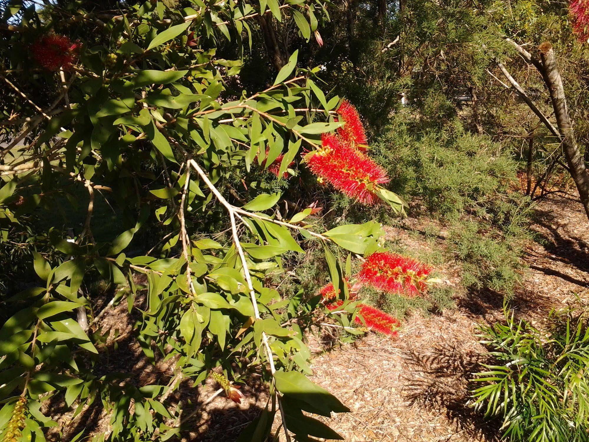 Bottlebrush B & B Maryborough Zewnętrze zdjęcie