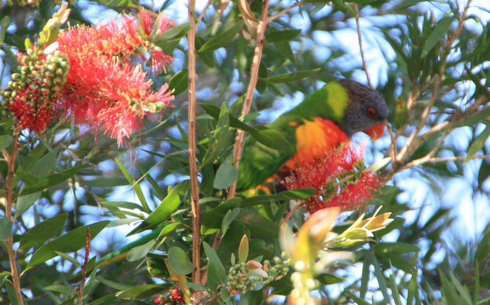 Bottlebrush B & B Maryborough Zewnętrze zdjęcie